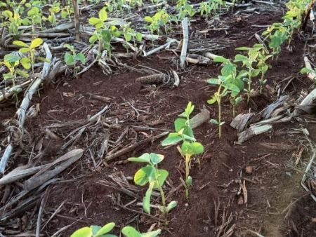 Com 30,9% da área plantada, safra de soja avança sob influência do La Niña