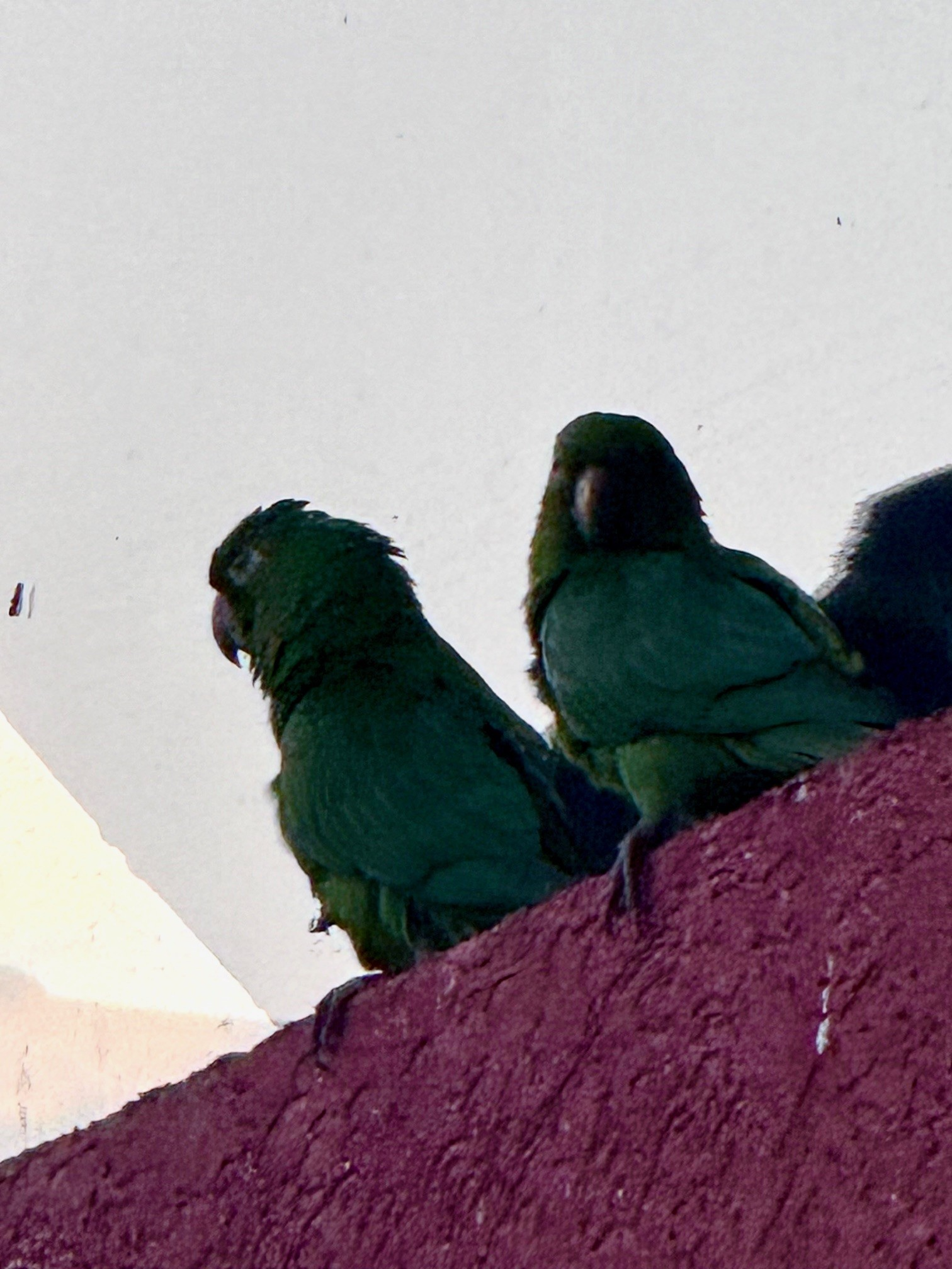Casal de maritacas namoram em meio ao tempo nublado (Hosana de Lourdes)