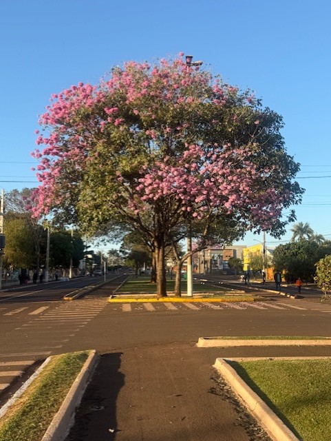 Avenida Mario Corrêa  vário ipês deixam o seu colorido na cor rosa (Foro Hosana de Lourdes)