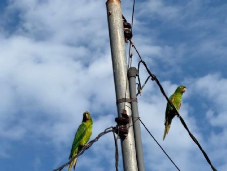 Casal de maritacas em Maracaju Bairro Alto Maracaju