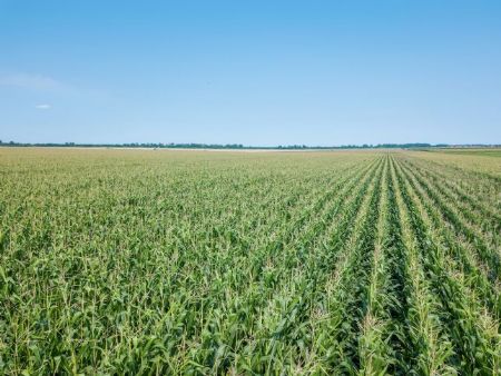 Produtividade do milho cresce 61,7% e atinge recorde na 2ª safra