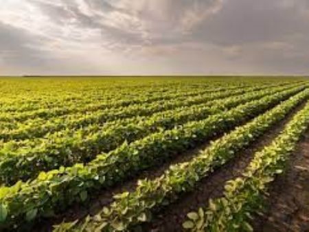 Plantio de soja avança para 61,6% da área prevista em Mato Grosso do Sul