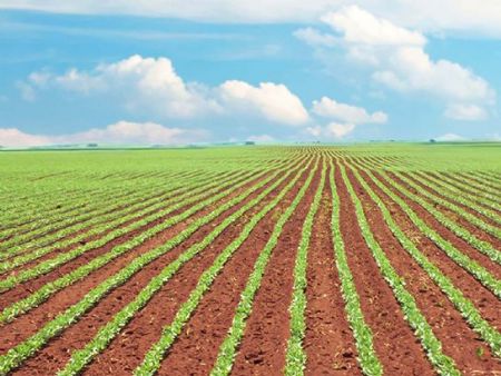 area de soja plantada em Maracaju