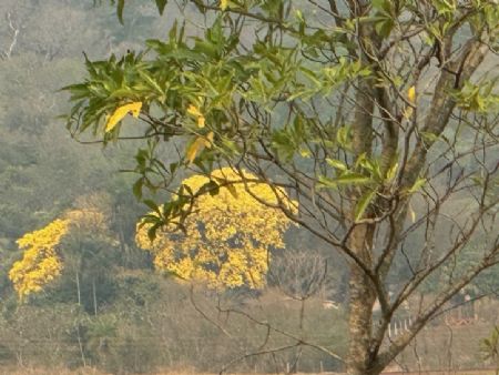 Registramos o Ipê Amarelo na Meell Engenharia Ltda