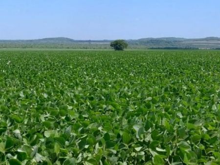 Obrigatório, o cadastro é uma ferramenta para o monitoramento fitossanitário e controle da ferrugem asiática