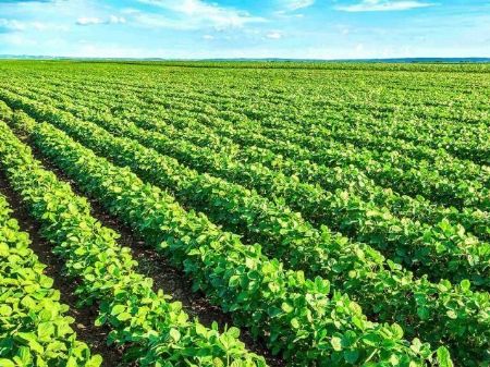 Plantio na região de Maracaju