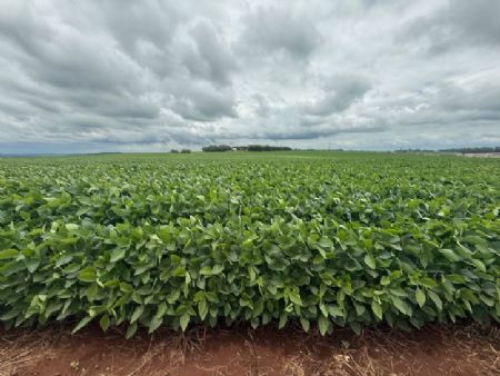 Produção de soja em Maracaju maior produtor de grãos do MS