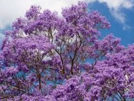 Jacarandá embeleza ruas de Campo Grande. — Foto: David Melo/TV Morena