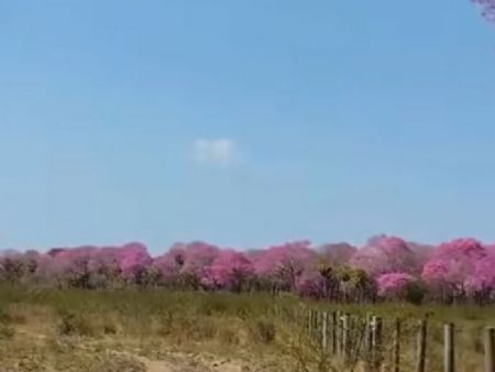 Pantanal se cobre de rosa em meio à seca e às queimadas da estação