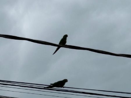 Casal de maritacata nos fios energia ao amanhecer na capital