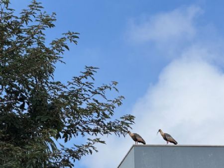 manhã desta terça-feira começou com clima ameno em Maracaju