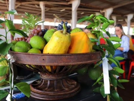 Agricultura familiar vive momento de relevância com sistema agroflorestal e economia de carbono