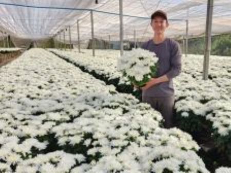 Finados mantém relevância no calendário do setor de flores e plantas ornamentais