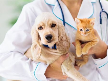 Deputado propõe inclusão de campanhas para pets no calendário oficial