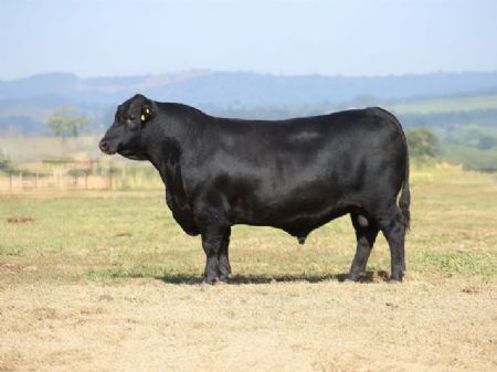 28º Leilão VPJ Genética movimenta mais de R$ 10 milhões