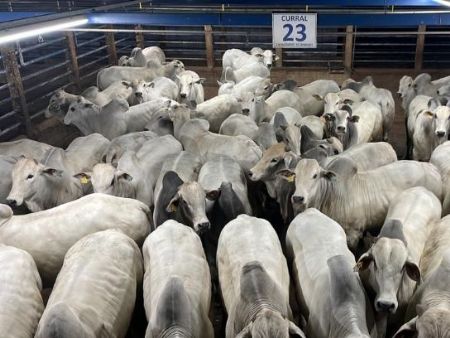 Circuito Nelore de Qualidade: 760 animais foram avaliados em Alta Floresta (MT)