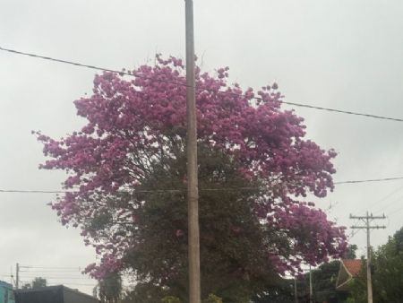 Segunda-feira começa fria e com céu fechado em Maracaju