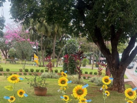 Girossóis plantados em praça de Maracaju (Foto: Hosana de Lourdes/Tudo em MS)