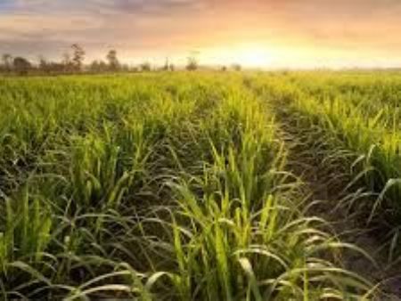 ESFERA promove encontro sobre manejo de alto potencial dos canaviais