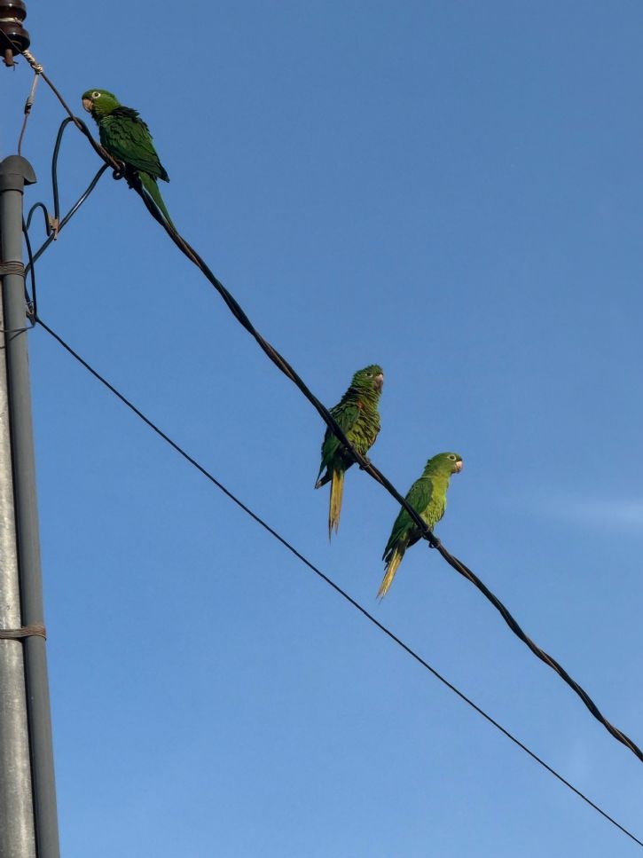 Trio de maritacas no sol