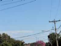 Avenida em Maracaju mostra a beleza do Ipê