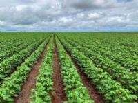 Desempenho de cultivares em Chapadão do Sul foi execelente e contribuiu para com os dados