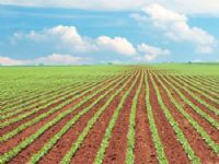 area de soja plantada em Maracaju