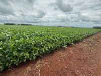 Na capital da soja no Mato Grosso do Sul dia começa com 23°C