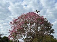 Semana começa com tempo estável, mas com previsão de queda na temperatura na quinta-feira