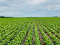 Produtores ruraais iniciaram o novo plantio de 2025/2026
