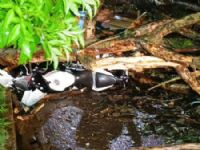 Motociclista fica ferido após ser atingido por árvore durante temporal em Dourados