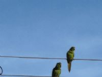 O Sol voltando aparecer em Maracaju