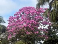 Praça Central Nestor Pires Barbosa centro de Maracaju