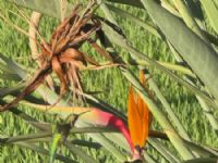 O Beija-flor apareceu na manhã de hoje para aproveitar o néctar das flores trazendo leveza ao dia ensolarado