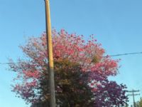 Avenida Marechal Floriano em Maracaju MS