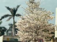 Calorão deve atingir 36ºC em Maracaju
